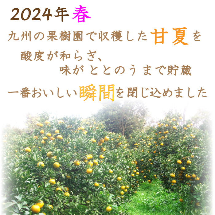 甘夏100％ジュース 『2024年 九州産 甘夏ストレートジュース